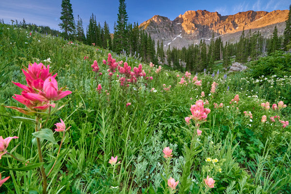 Fine art landscape photography of wildflowers in the valley in the high country by Patrick J. Quigley