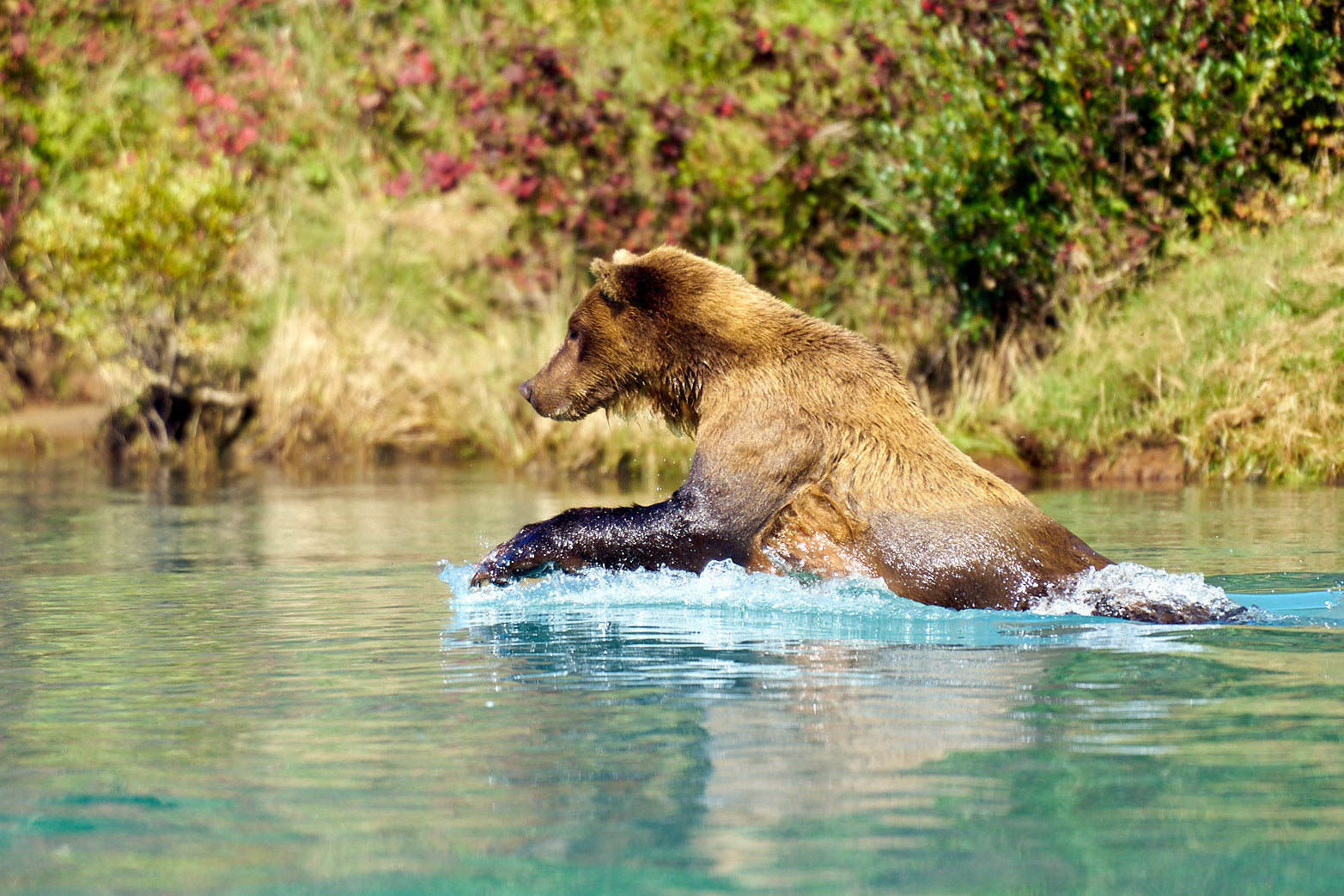 Fine art wildlife photography of bear in Alaska by Patrick J. Quigley