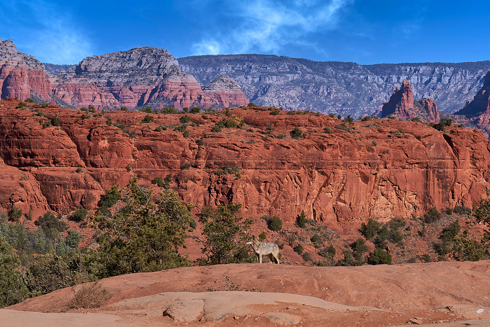 Fine art landscape photography of sedona coyote in the American West by Patrick J. Quigley
