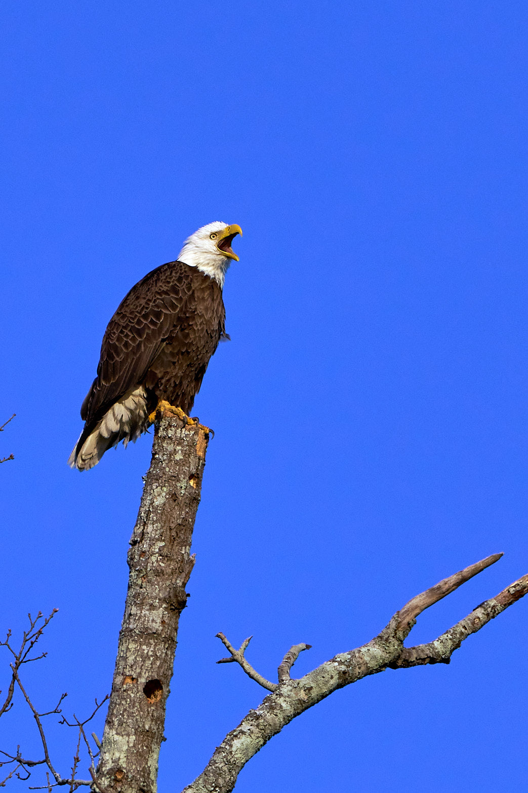 Fine art wildlife photography of eagle in the South Carolina Lowcountry by Patrick J. Quigley