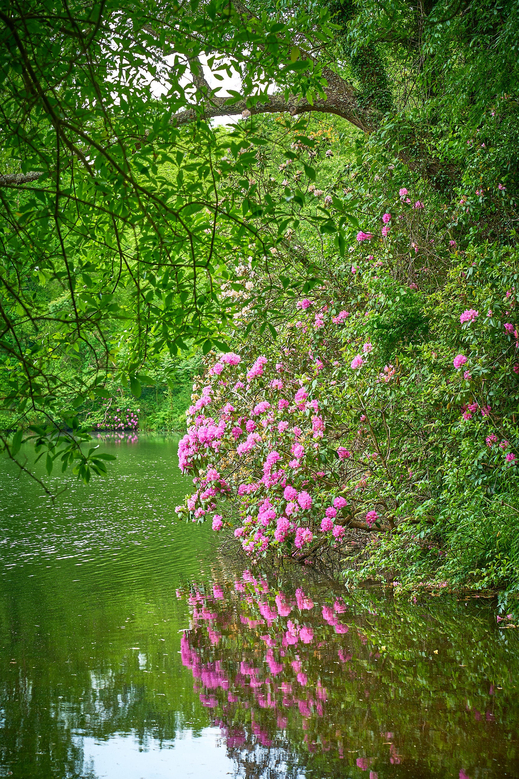 Fine art landscape photography of garden reflection in the South Carolina Lowcountry by Patrick J. Quigley