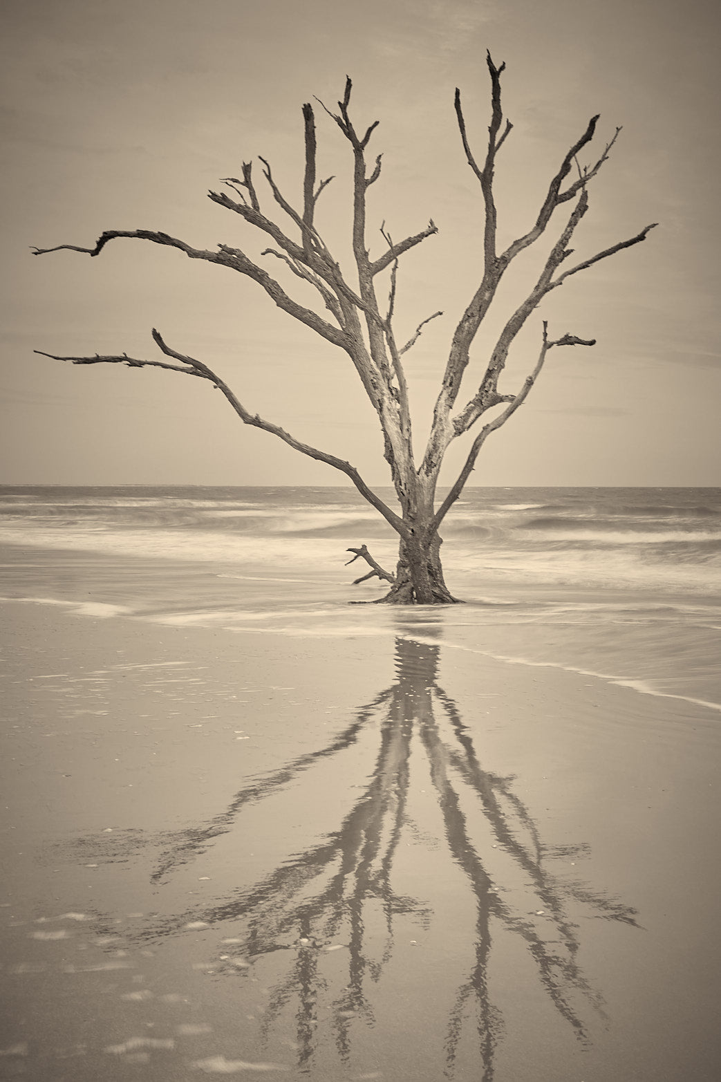 Fine art landscape photography of holding on in the South Carolina Lowcountry by Patrick J. Quigley