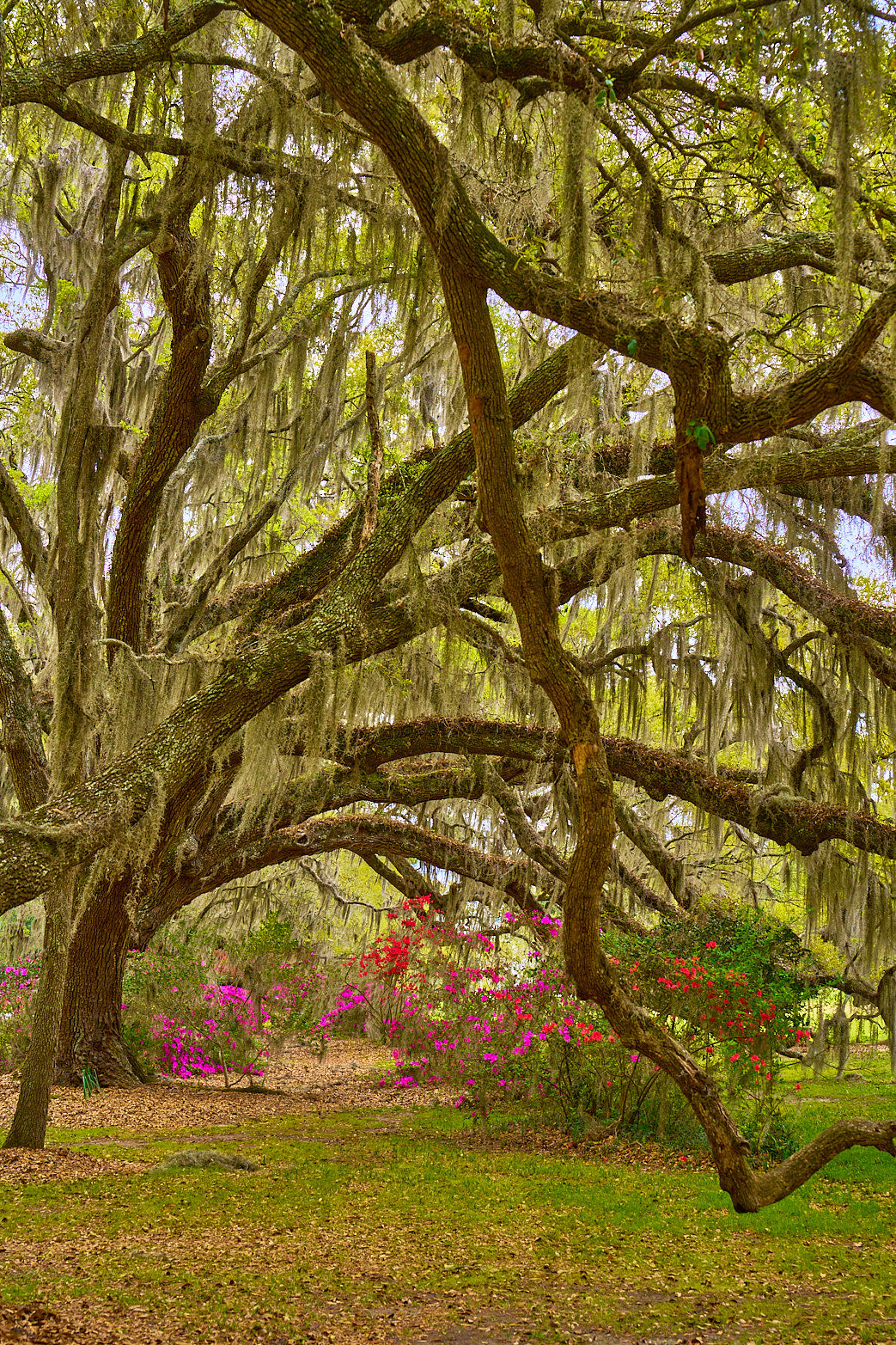 Fine art landscape photography of the grove in the South Carolina Lowcountry by Patrick J. Quigley