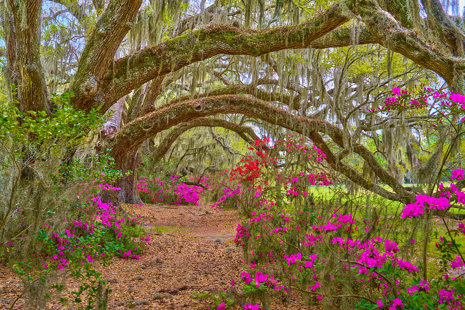 Fine art landscape photography of oak canopy by Patrick J. Quigley