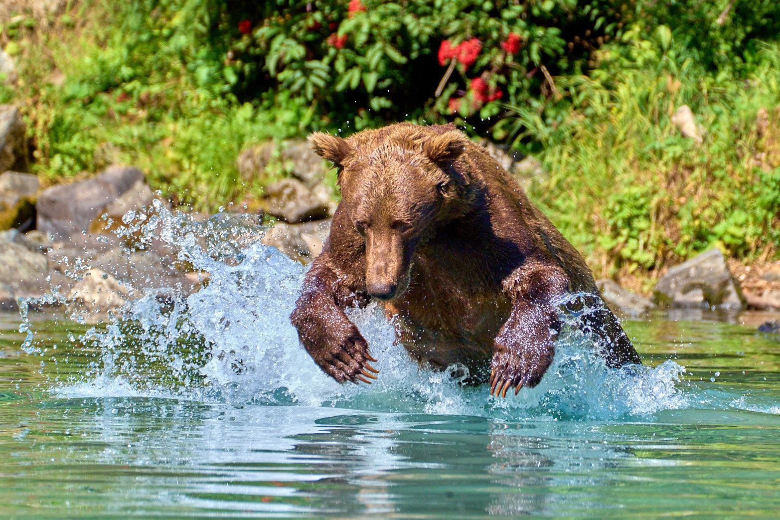 Fine art wildlife photography of grizzly bear in Alaska by Patrick J. Quigley