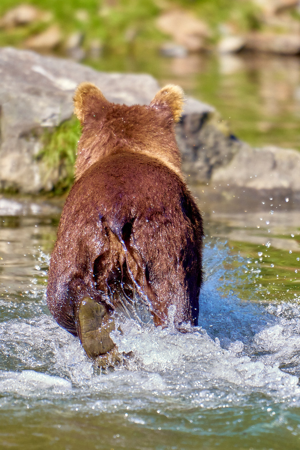 Fine art wildlife photography of bear by Patrick J. Quigley