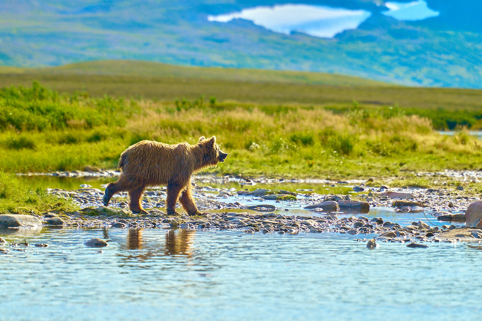 Fine art wildlife photography of bear in Alaska by Patrick J. Quigley