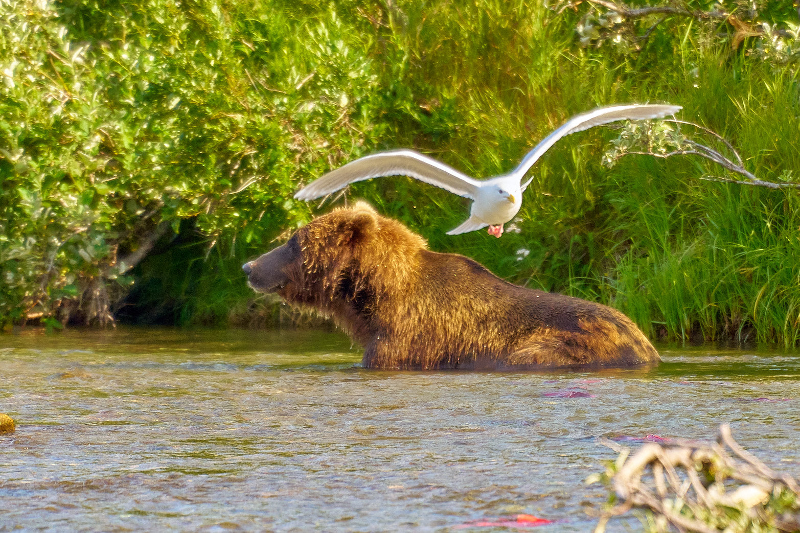 Fine art wildlife photography of bear in Alaska by Patrick J. Quigley