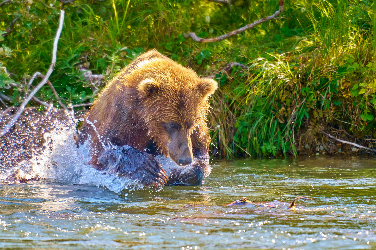 Fine art wildlife photography of bear by Patrick J. Quigley
