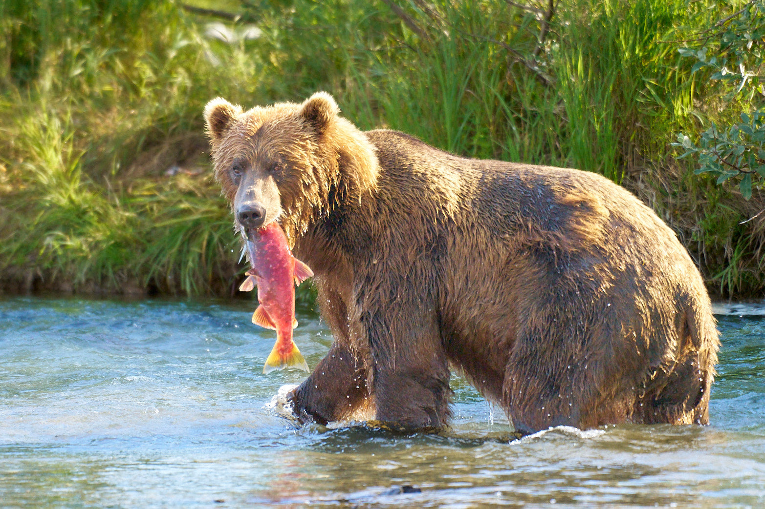Fine art wildlife photography of grizzly bear in Alaska by Patrick J. Quigley