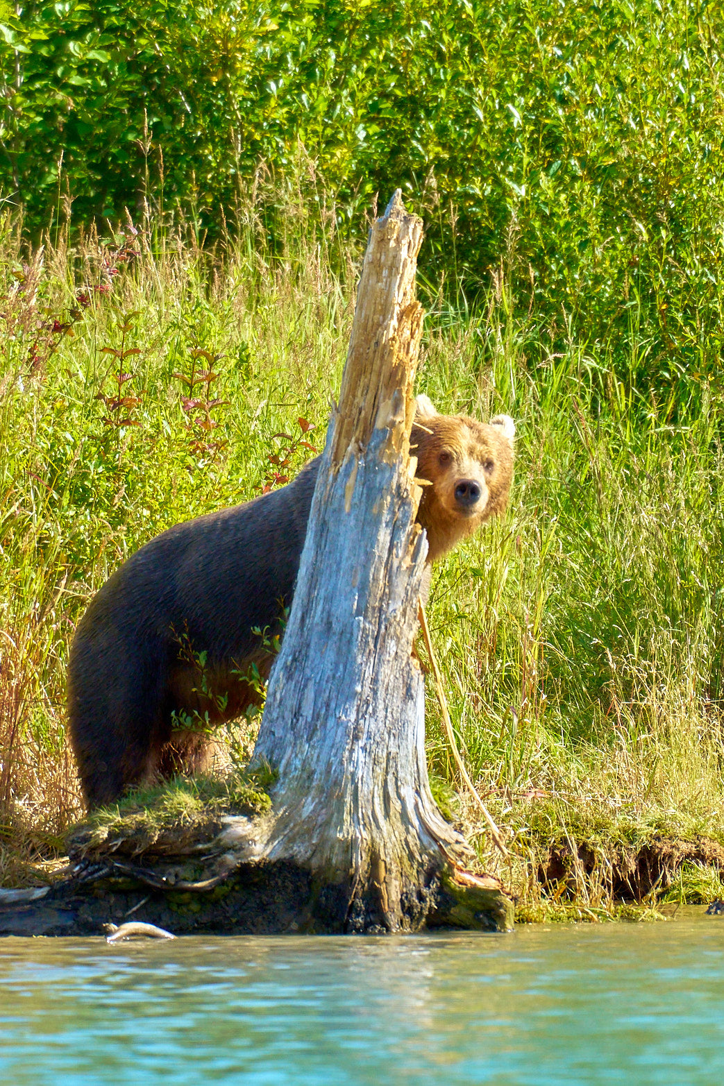 Fine art wildlife photography of bear by Patrick J. Quigley