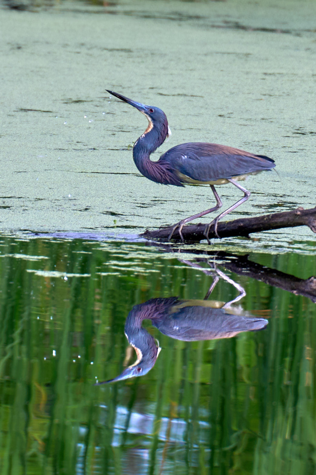 Fine art wildlife photography of heron in the South Carolina Lowcountry by Patrick J. Quigley