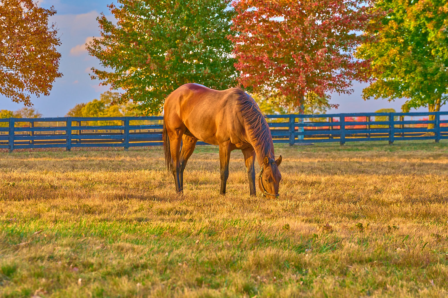 Fine art equestrian photography of thoroughbreds in kentucky by Patrick J. Quigley
