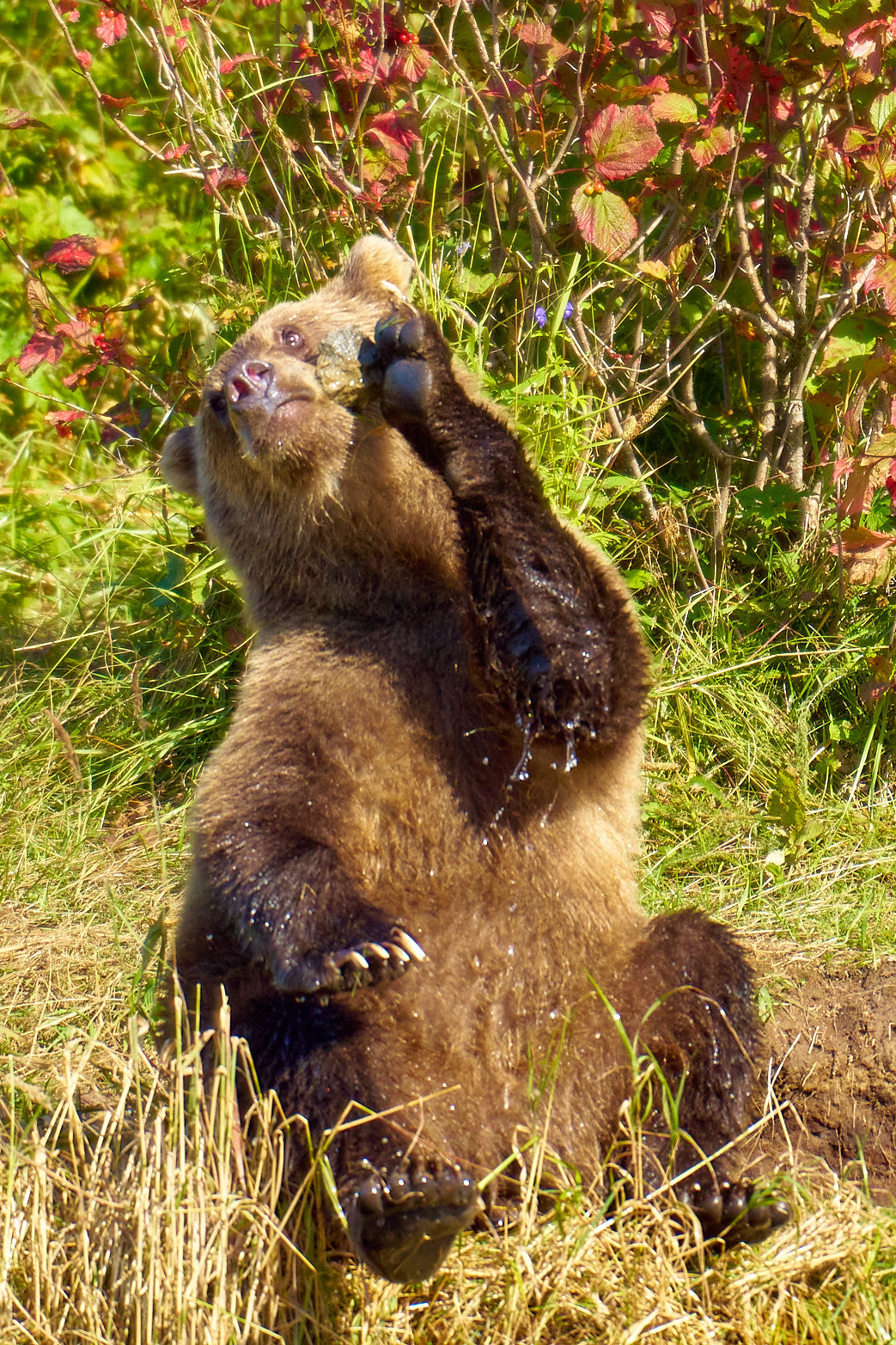 Fine art wildlife photography of bear by Patrick J. Quigley