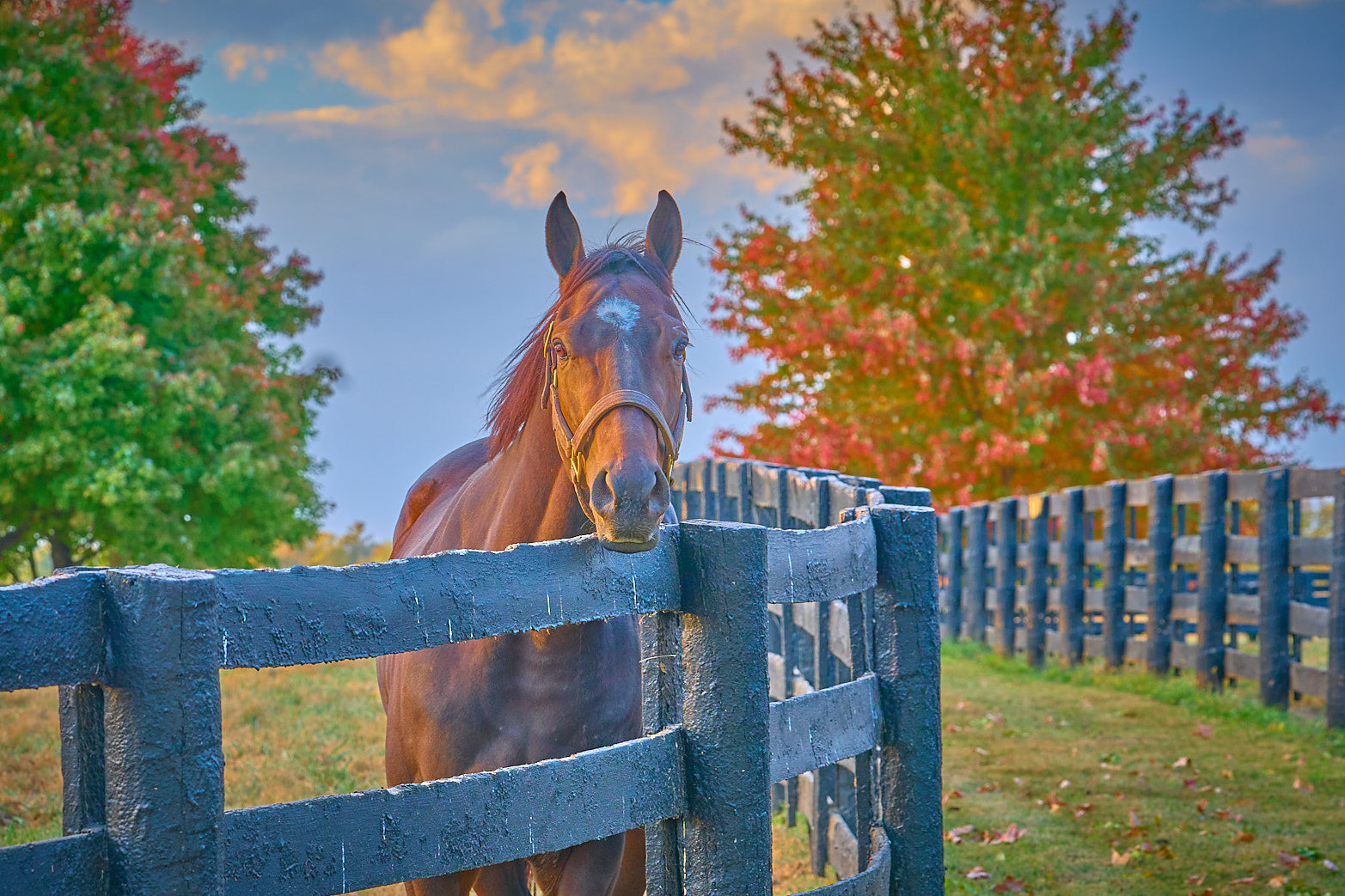 Fine art equestrian photography of thoroughbreds in kentucky by Patrick J. Quigley