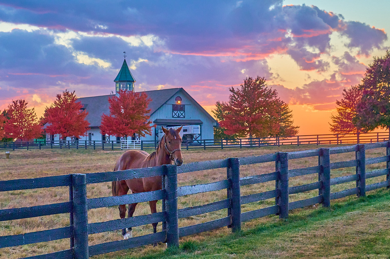 Fine art equestrian photography of horses in kentucky horse country by Patrick J. Quigley