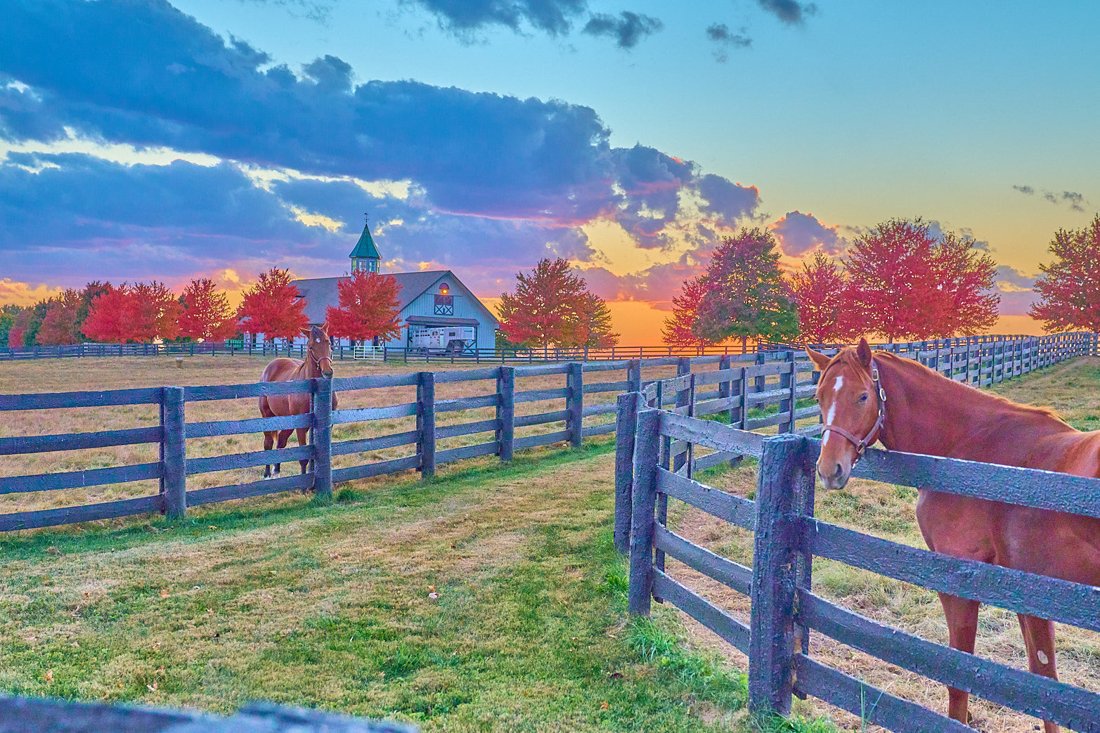 Fine art equestrian photography of horses in kentucky by Patrick J. Quigley