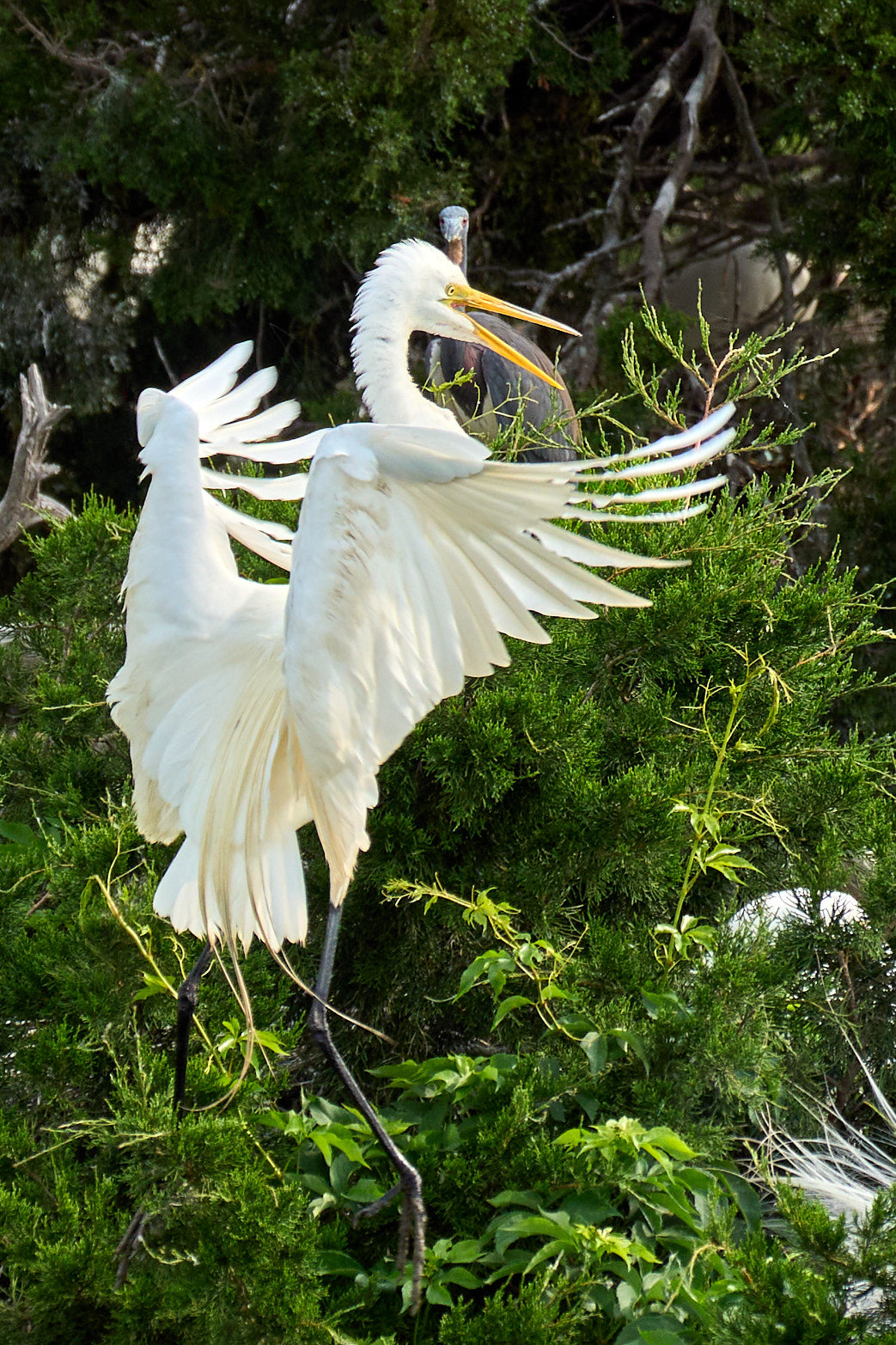 Fine art wildlife photography of egret in the South Carolina Lowcountry by Patrick J. Quigley