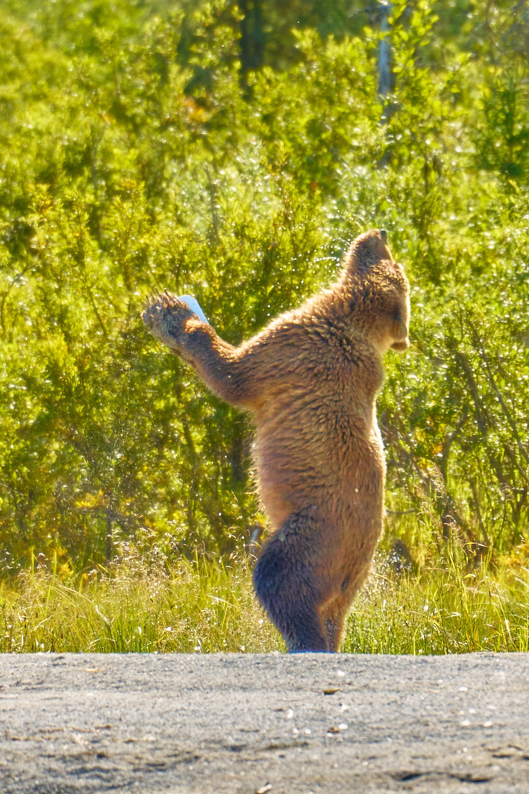 Fine art wildlife photography of bear by Patrick J. Quigley
