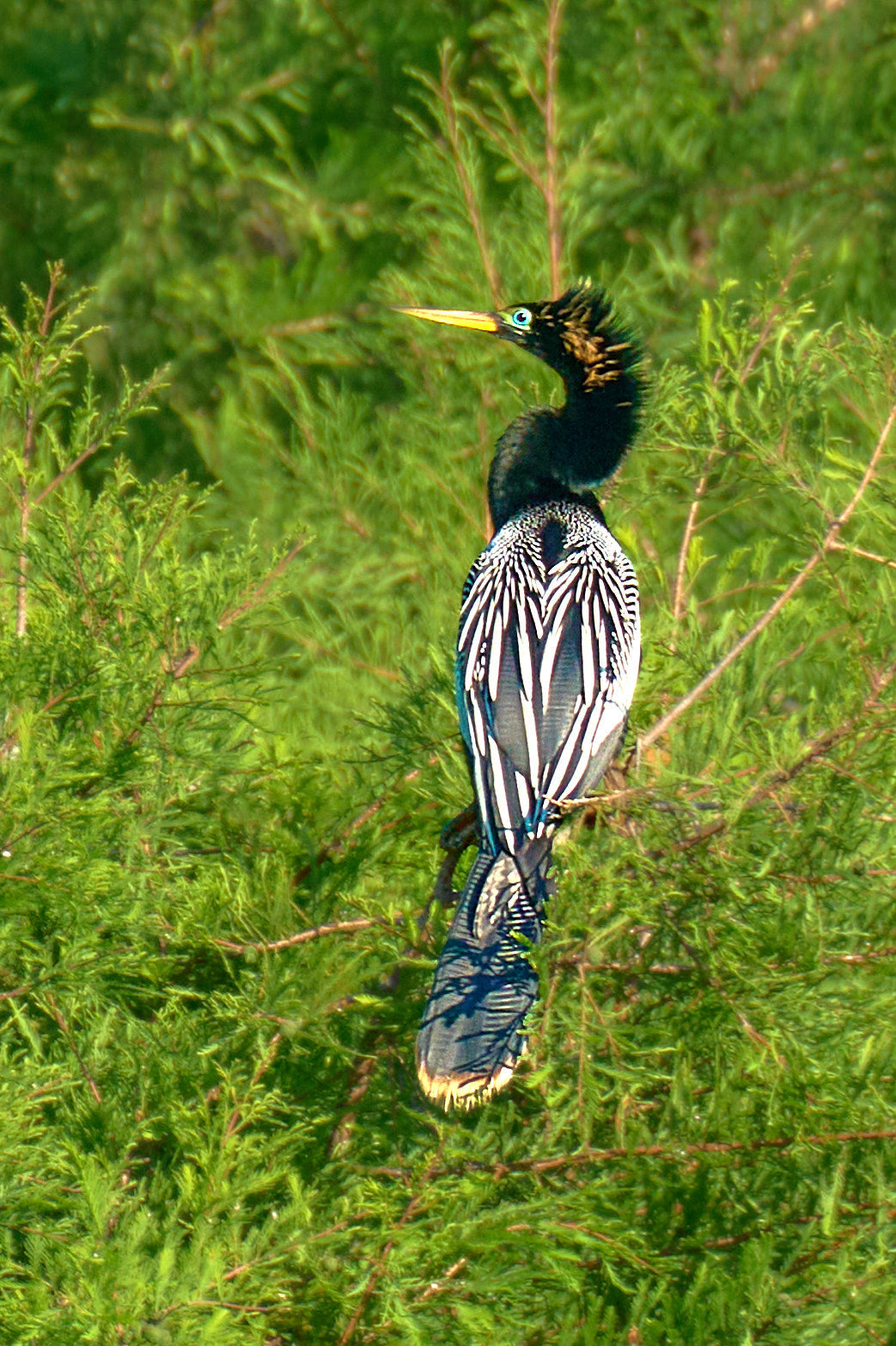 Fine art wildlife photography of dressed for the occasion in the South Carolina Lowcountry by Patrick J. Quigley