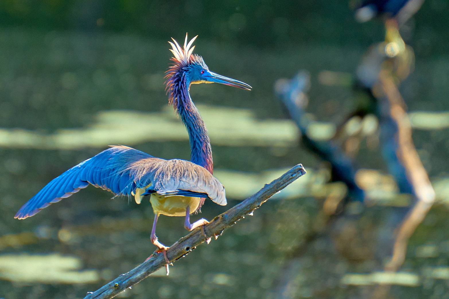 Fine art wildlife photography of heron in the South Carolina Lowcountry by Patrick J. Quigley