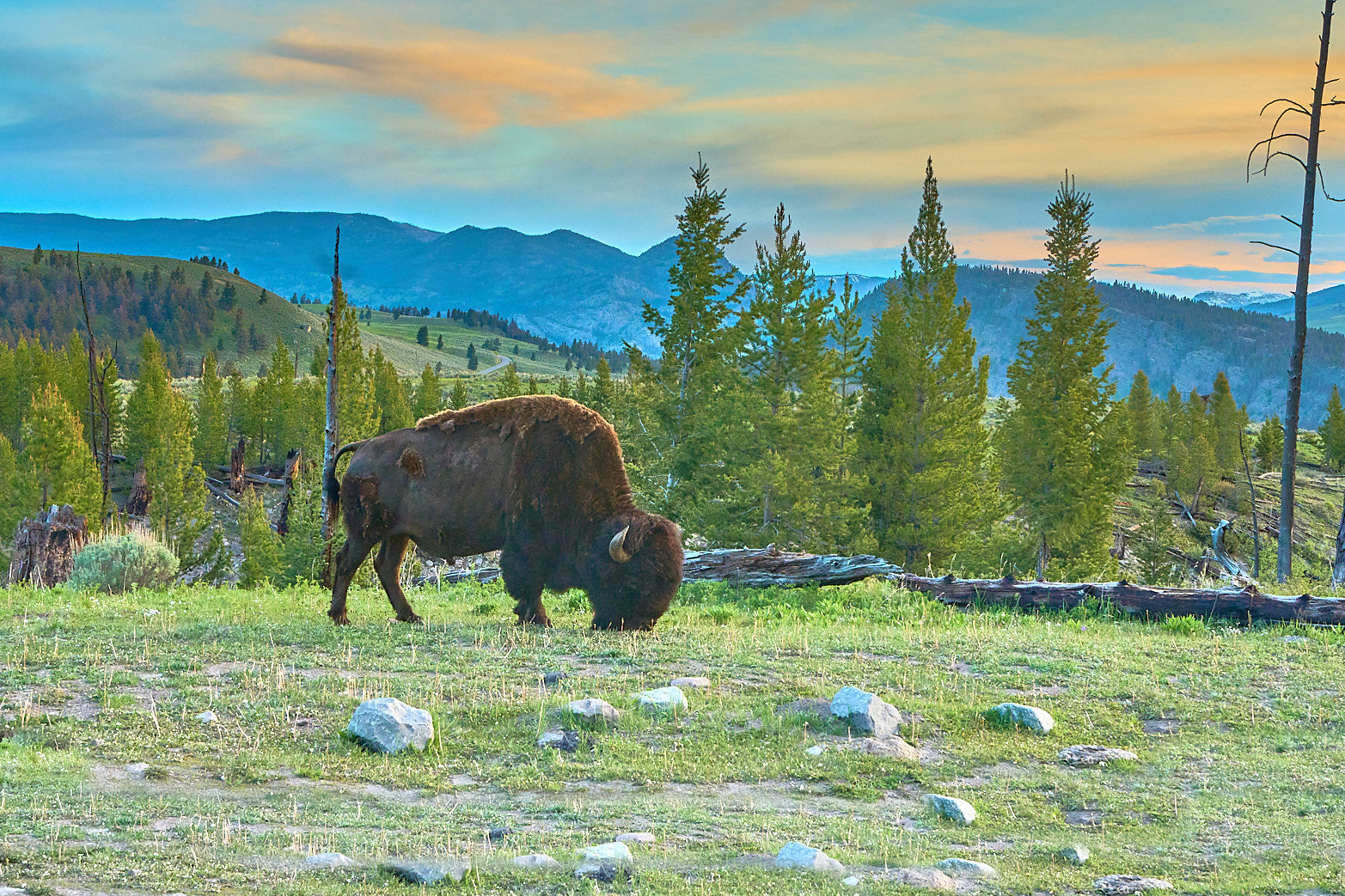 Fine art wildlife photography of bison in Yellowstone National Park by Patrick J. Quigley