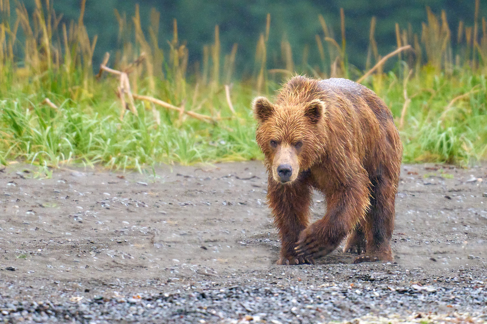Fine art wildlife photography of bear in Alaska by Patrick J. Quigley
