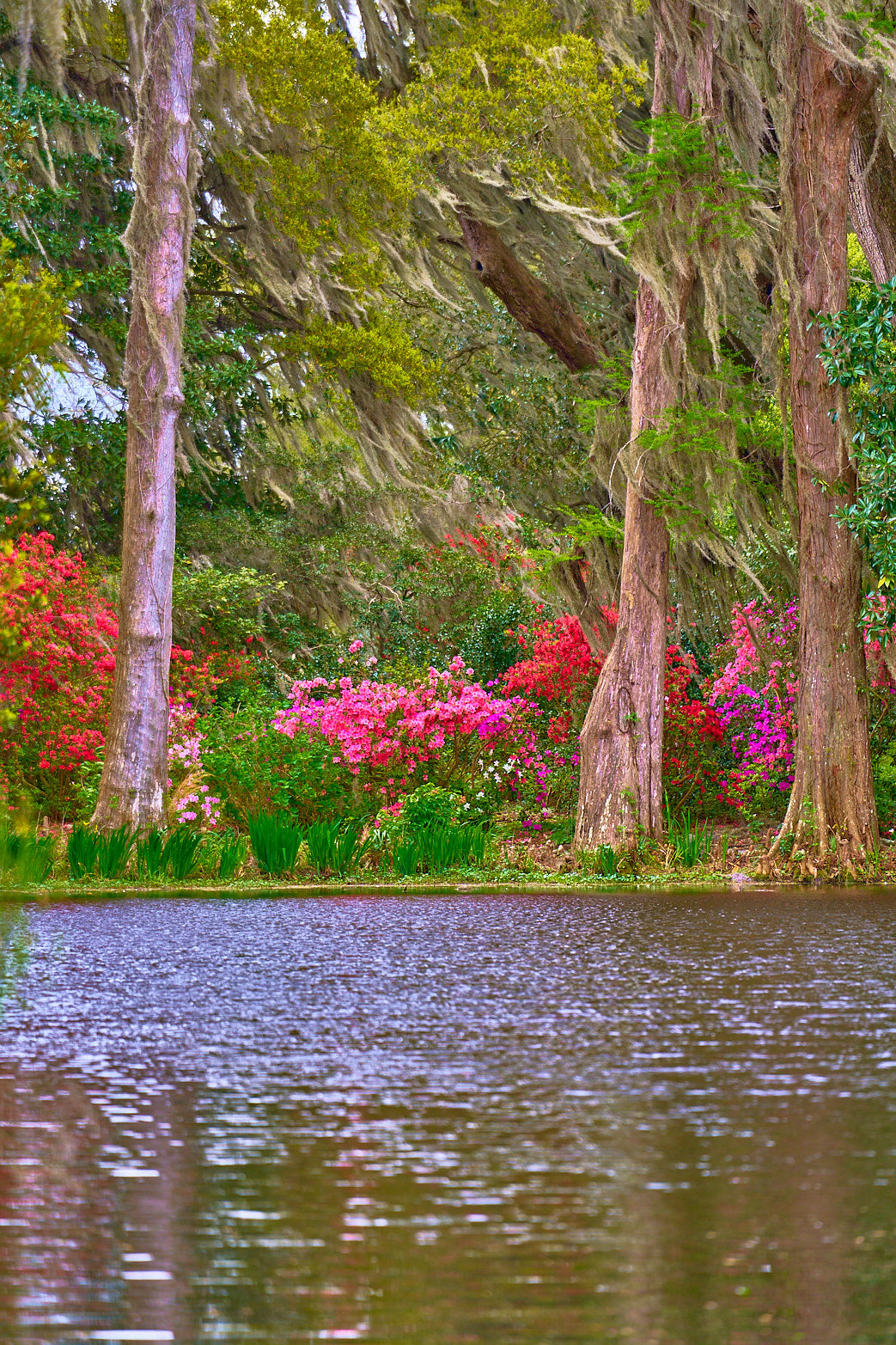 Fine art landscape photography of waterside bloom by Patrick J. Quigley
