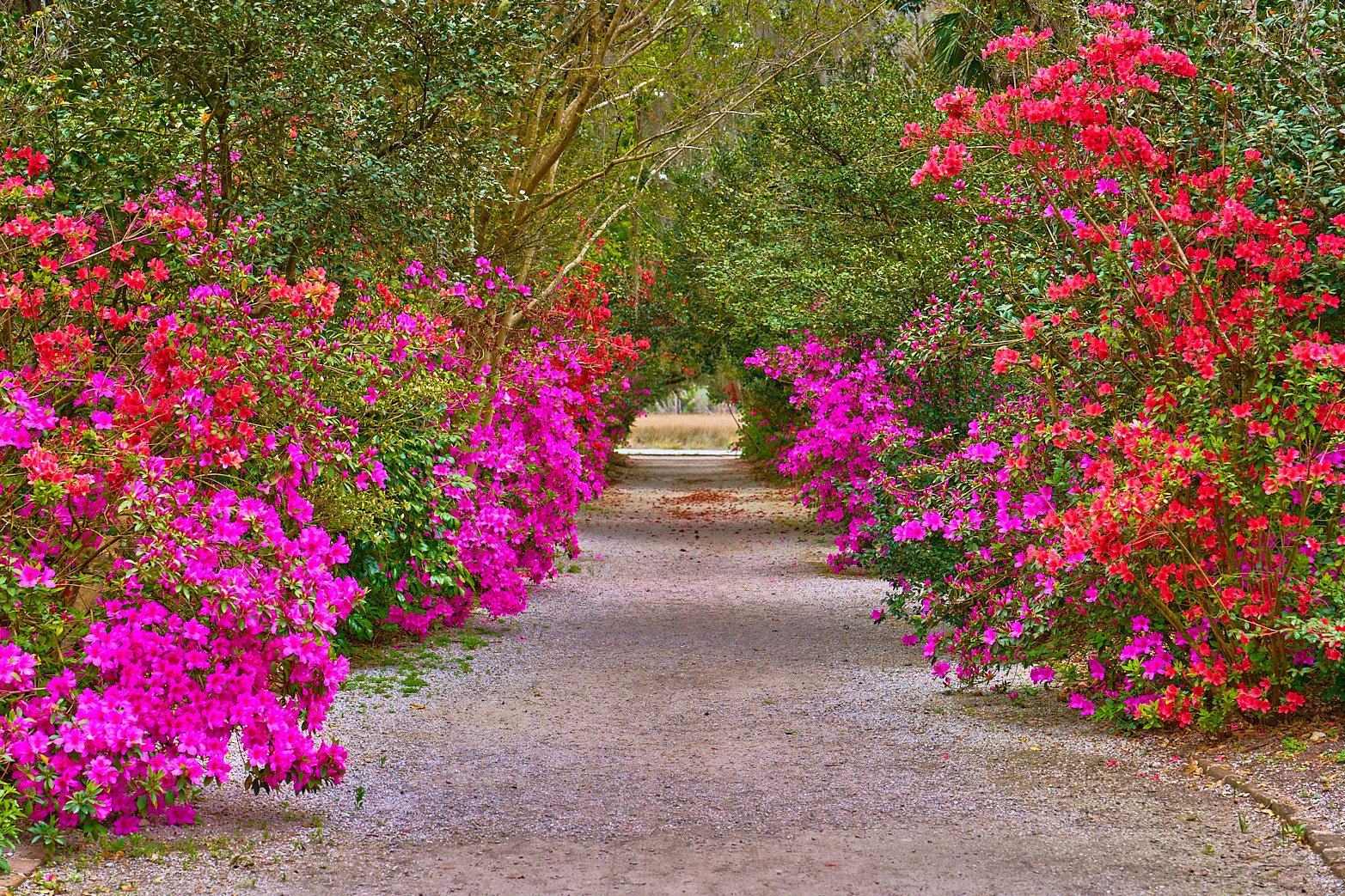 Fine art landscape photography of azalea corridor by Patrick J. Quigley