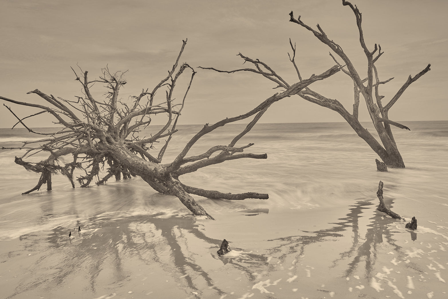 Fine art landscape photography of sculptural remains in the South Carolina Lowcountry by Patrick J. Quigley