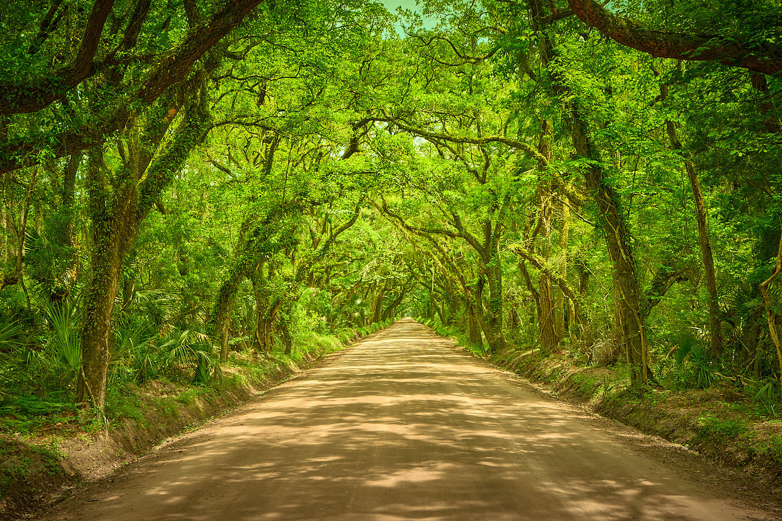 Fine art landscape photography of tunnel vision in the South Carolina Lowcountry by Patrick J. Quigley