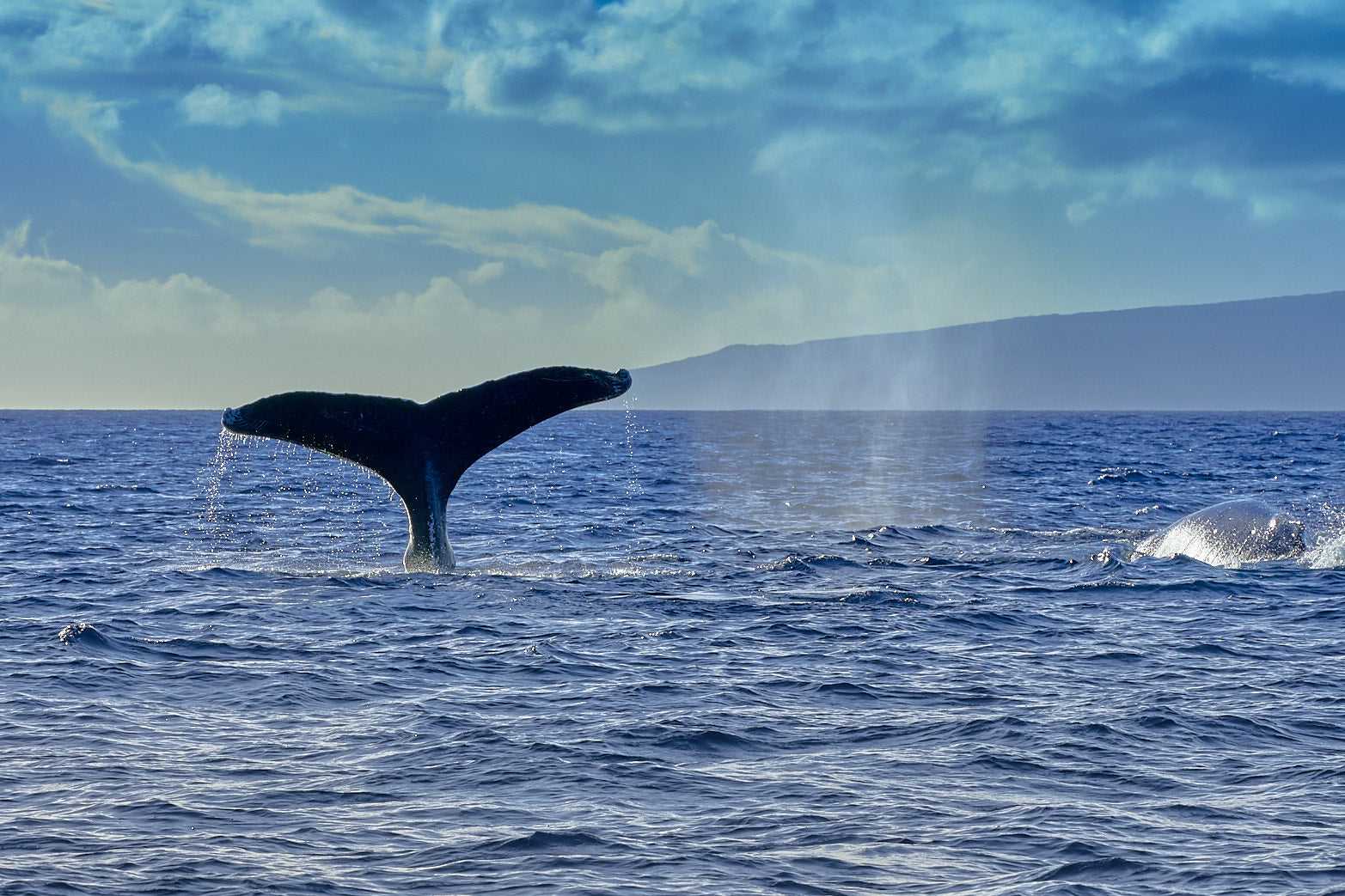 Fine art seascape photography of whale by Patrick J. Quigley
