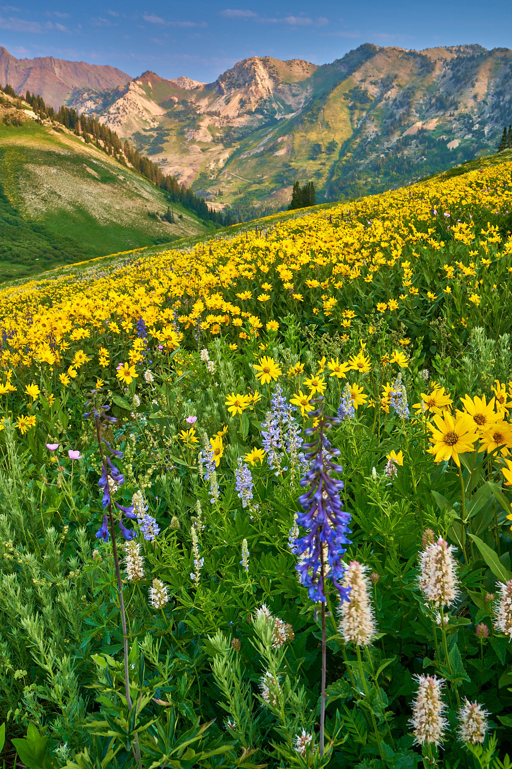 Fine art landscape photography of purple majesty in the high country by Patrick J. Quigley