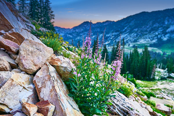 Fine art landscape photography of rocky ground in the high country by Patrick J. Quigley