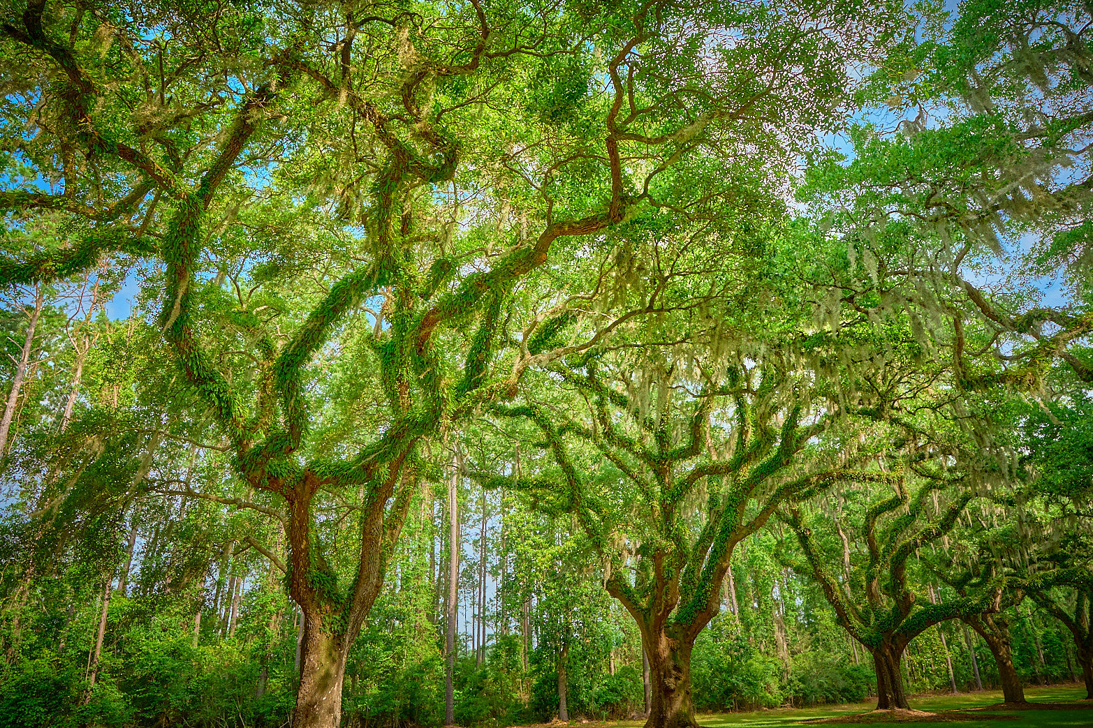 Fine art landscape photography of all in a row in the South Carolina Lowcountry by Patrick J. Quigley