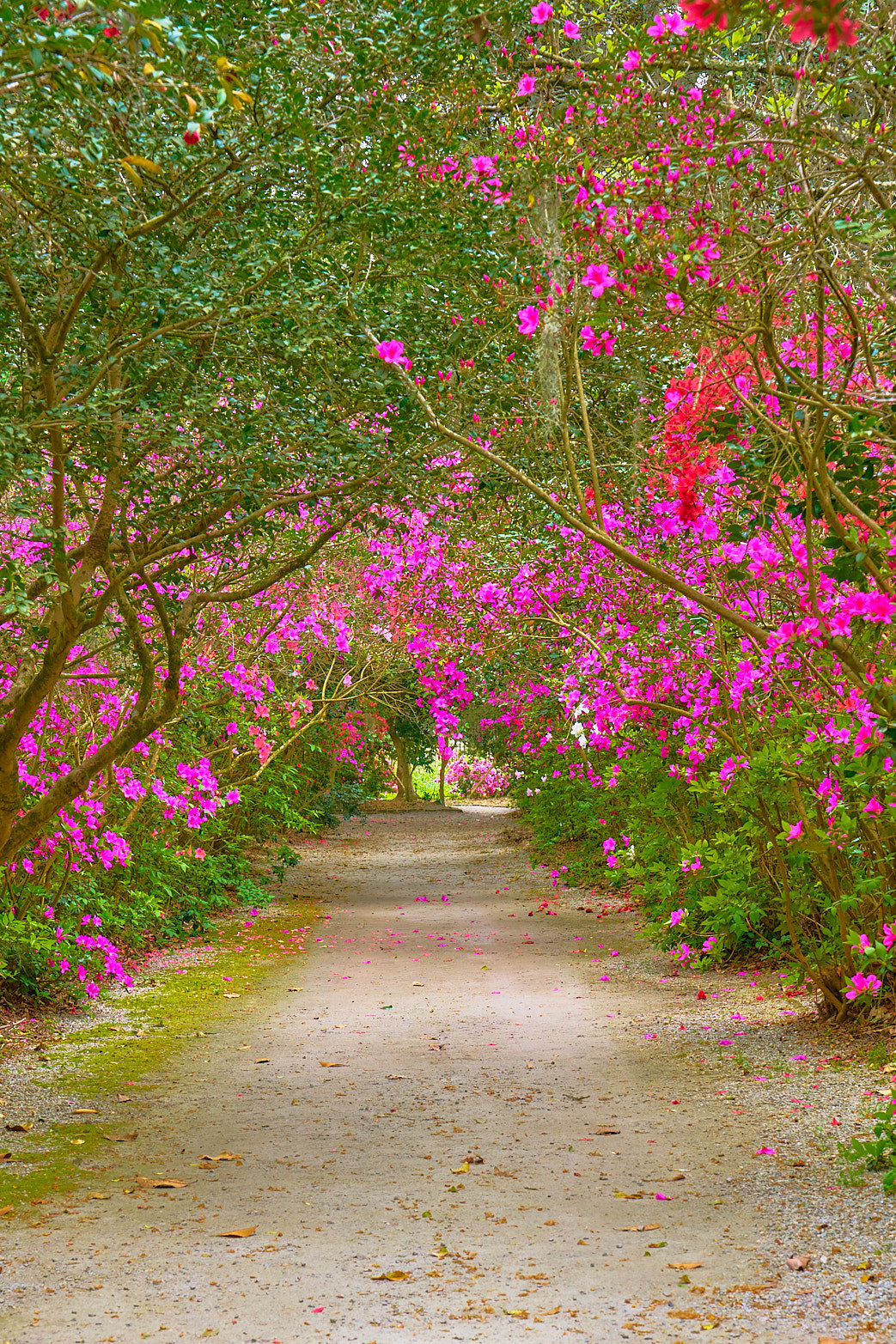 Fine art landscape photography of into the bloom by Patrick J. Quigley
