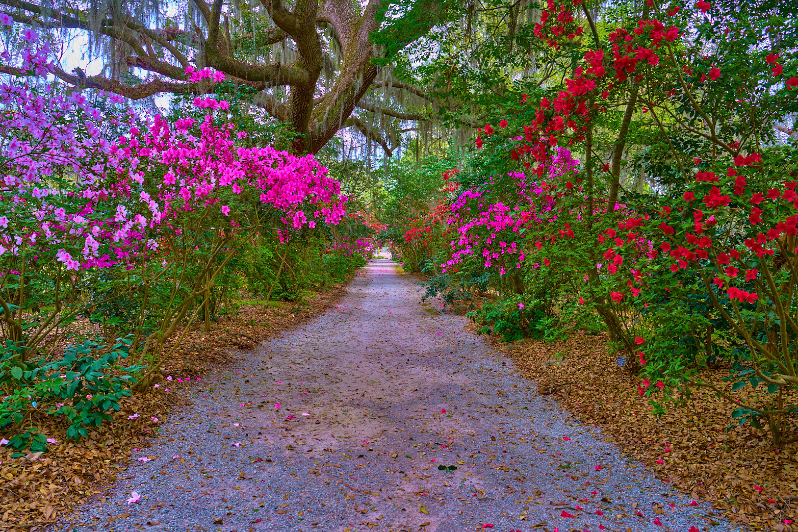 Fine art landscape photography of spring lane by Patrick J. Quigley