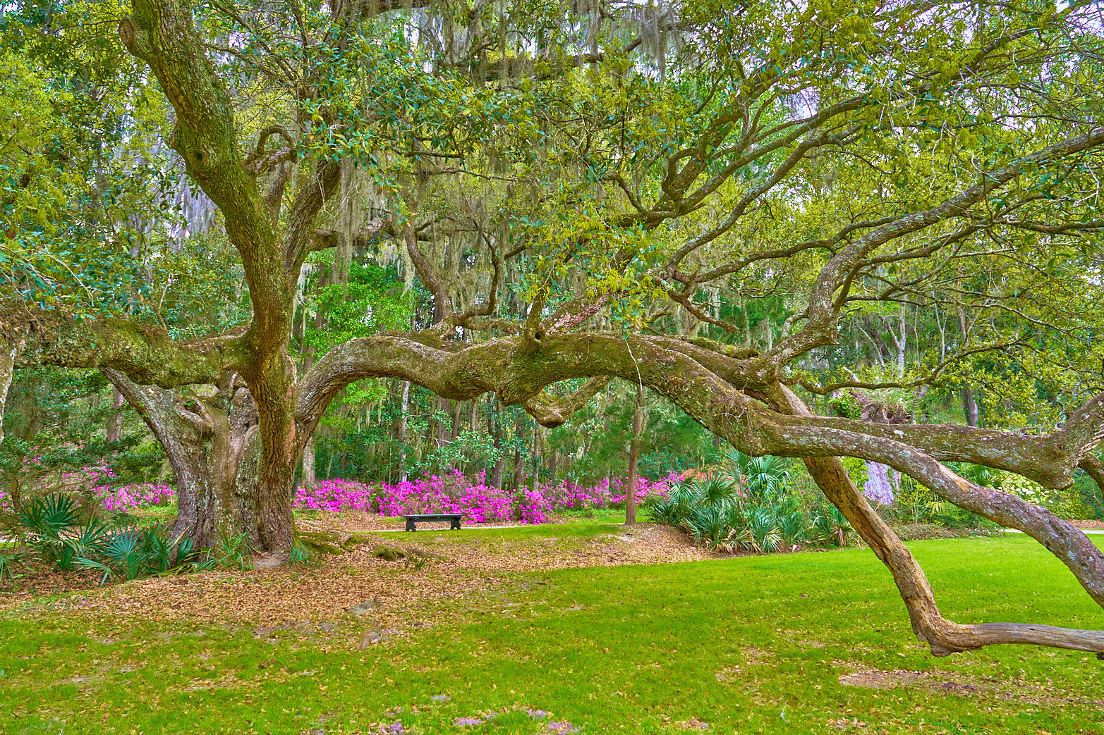 Fine art landscape photography of beneath ancient boughs by Patrick J. Quigley