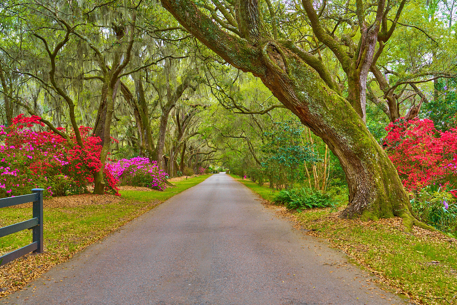 Fine art landscape photography of garden road in the South Carolina Lowcountry by Patrick J. Quigley