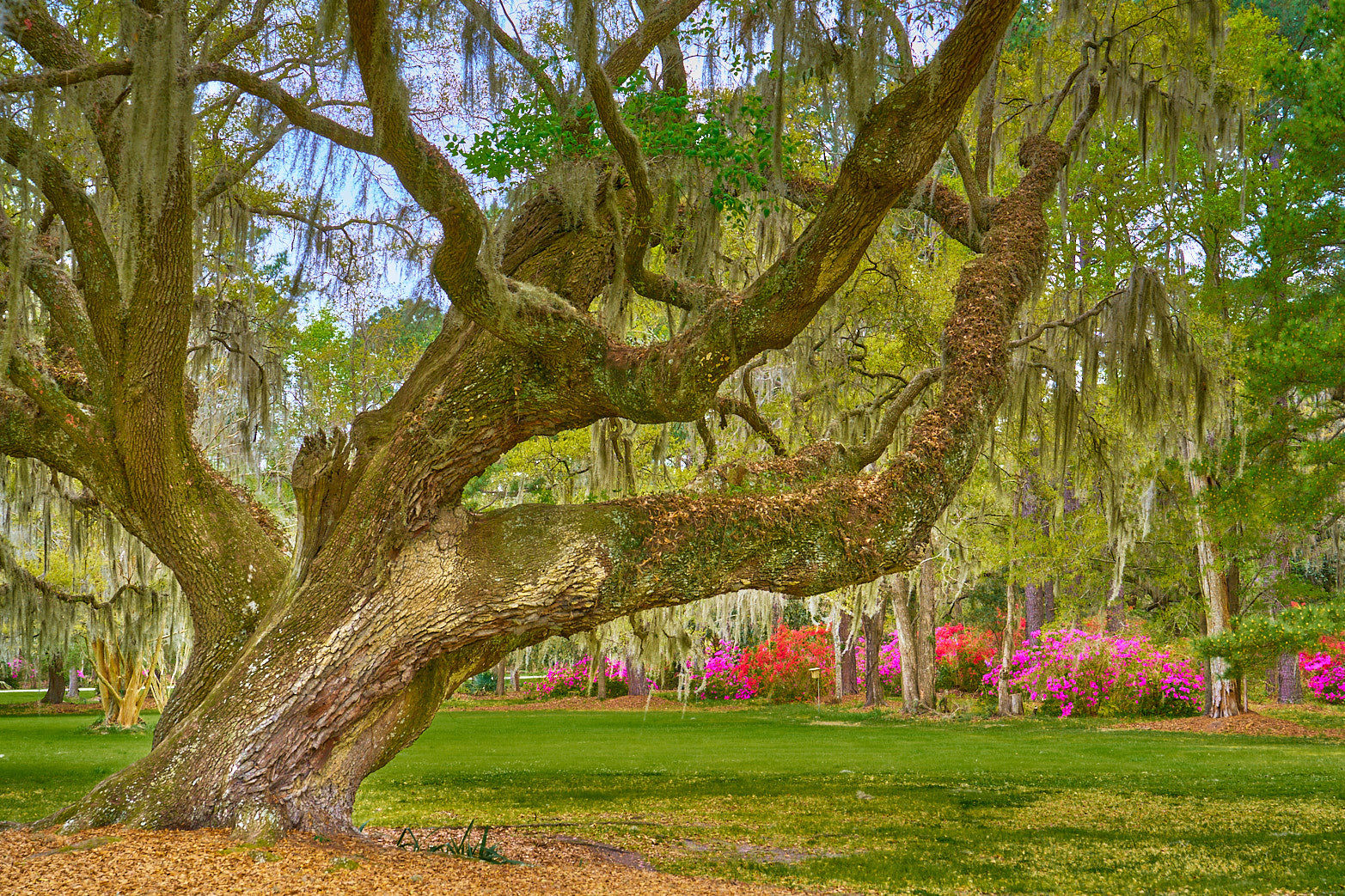 Fine art landscape photography of ancient grace by Patrick J. Quigley