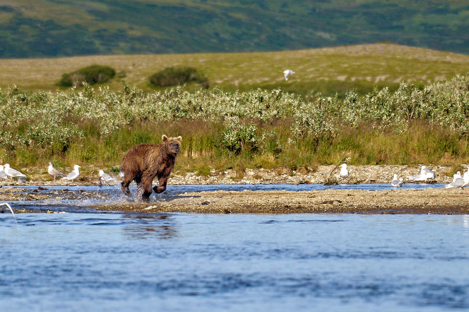 Fine art wildlife photography of bear in Alaska by Patrick J. Quigley