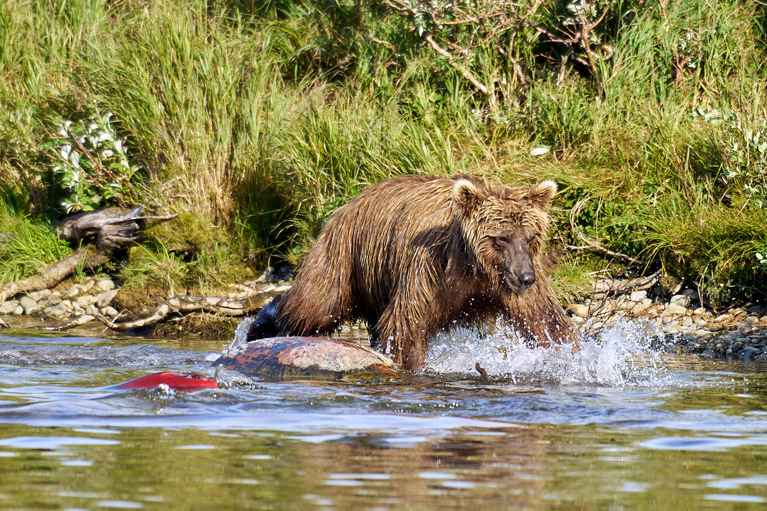 Fine art wildlife photography of bear in Alaska by Patrick J. Quigley