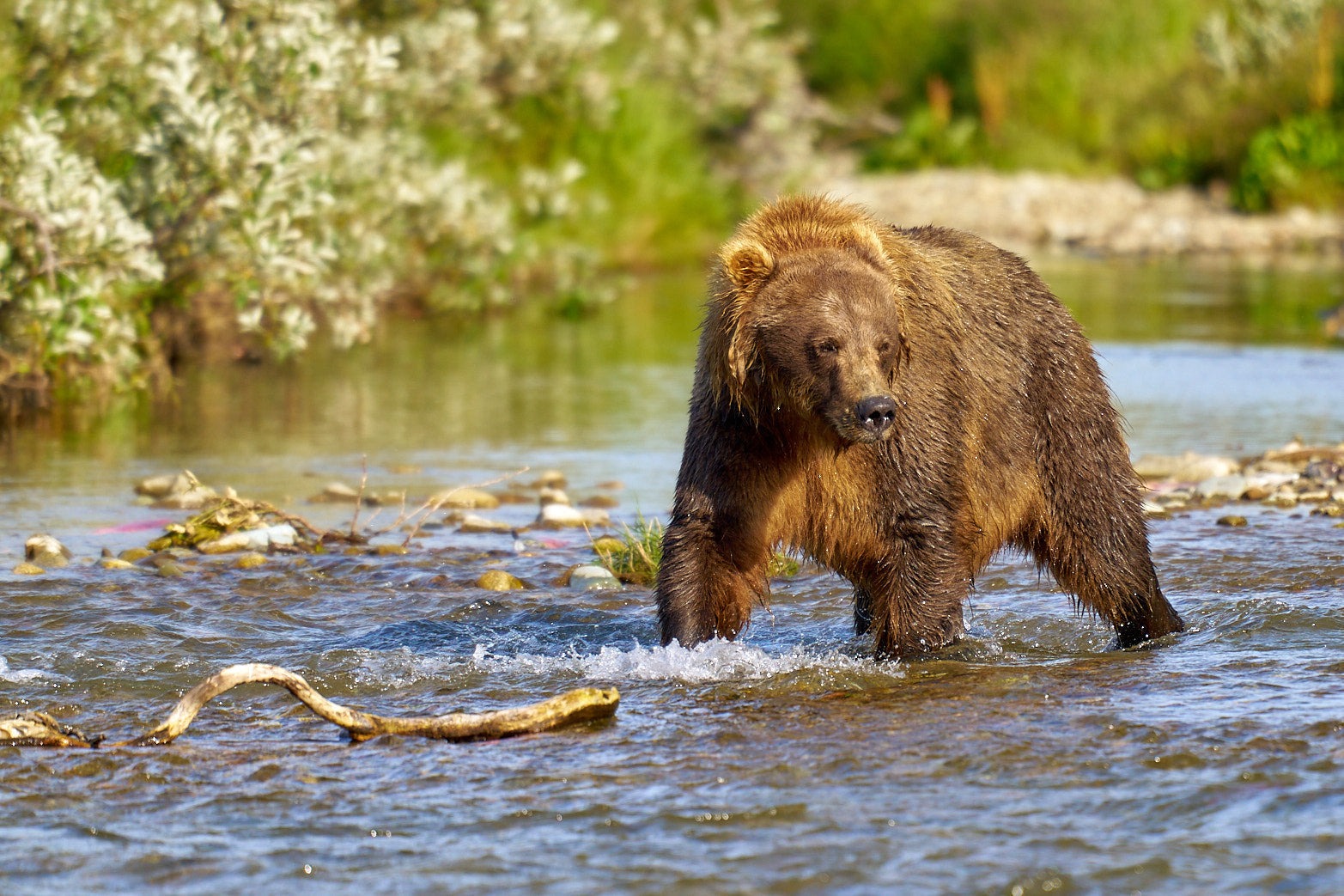 Fine art wildlife photography of bear in Alaska by Patrick J. Quigley