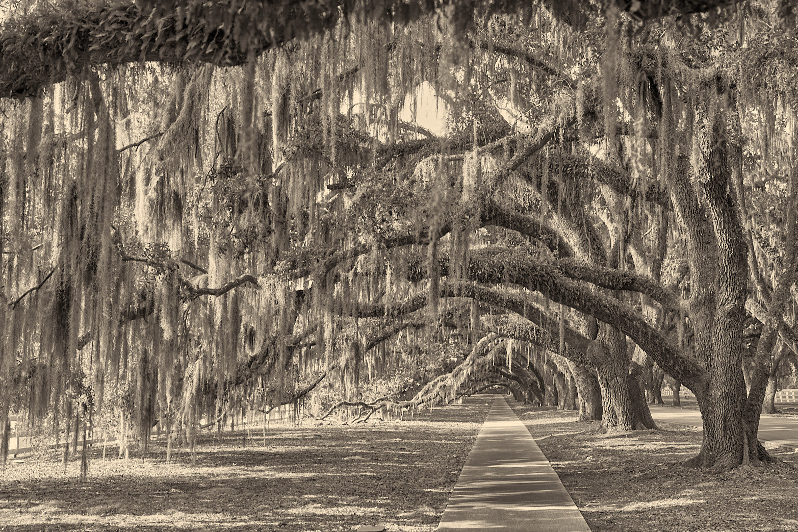Fine art landscape photography of old world in the South Carolina Lowcountry by Patrick J. Quigley