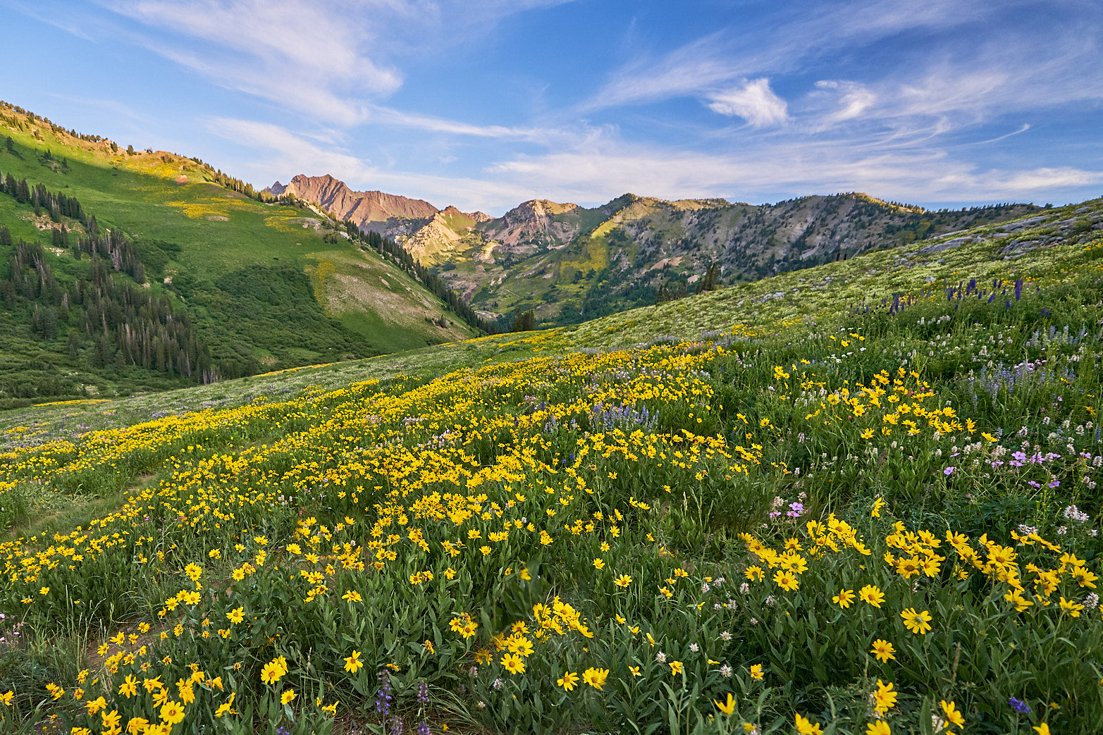 Fine art landscape photography of it was all yellow by Patrick J. Quigley