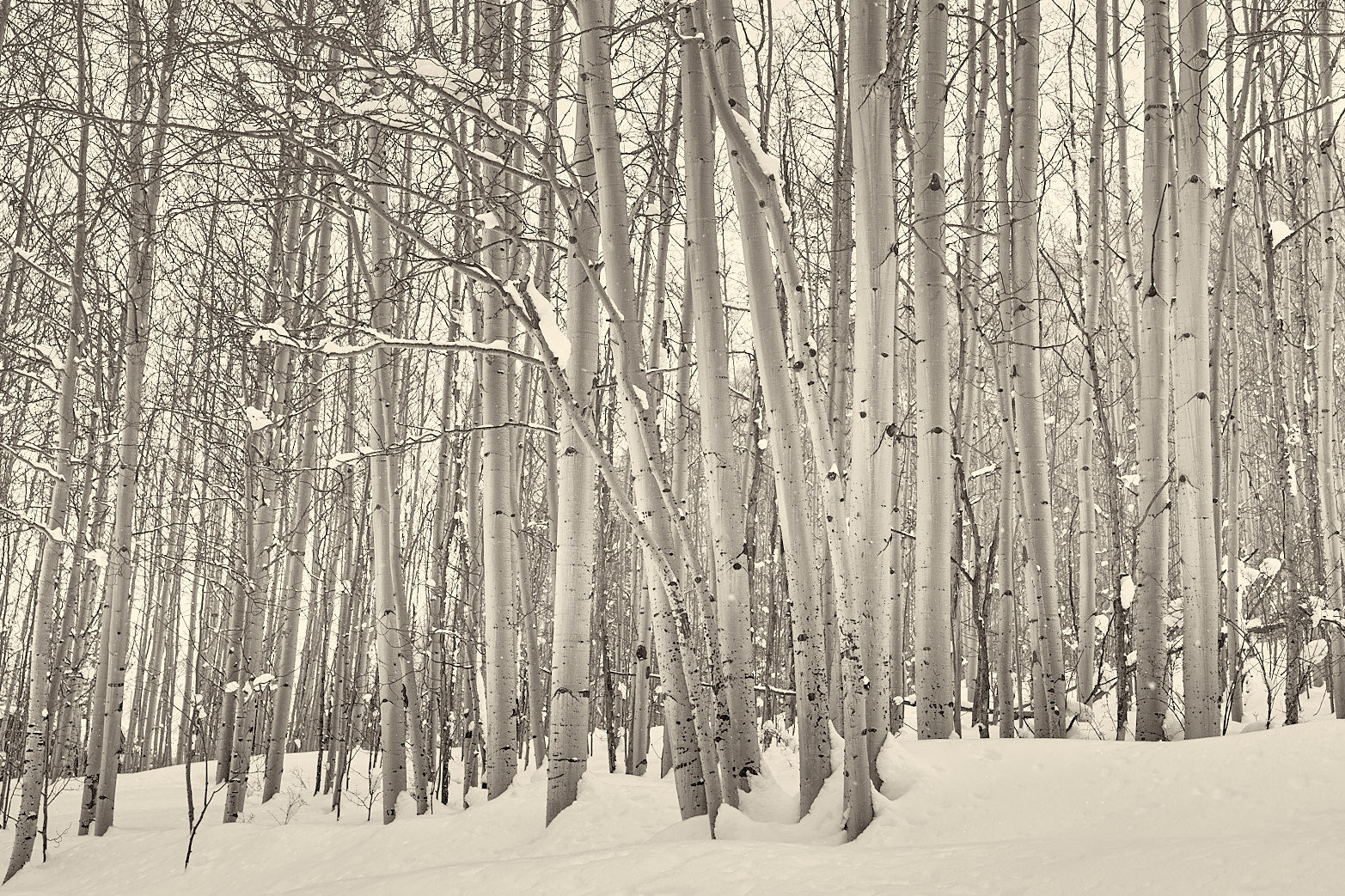 Fine art landscape photography of winter in aspen by Patrick J. Quigley