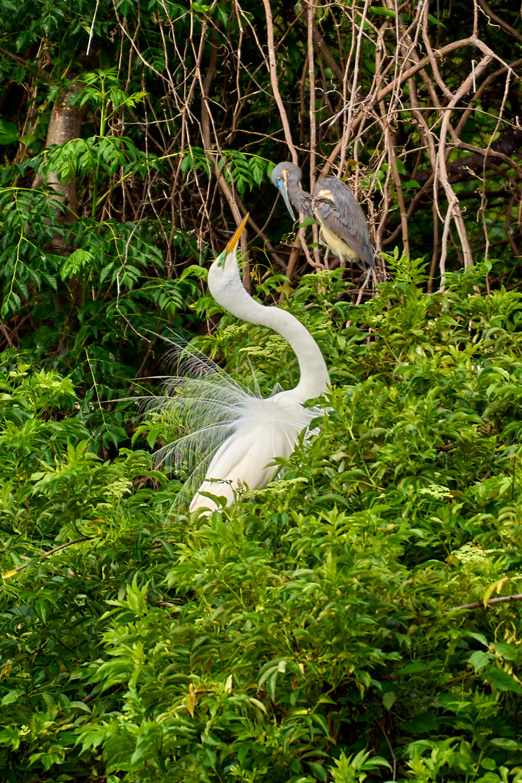 Fine art wildlife photography of heron in the South Carolina Lowcountry by Patrick J. Quigley