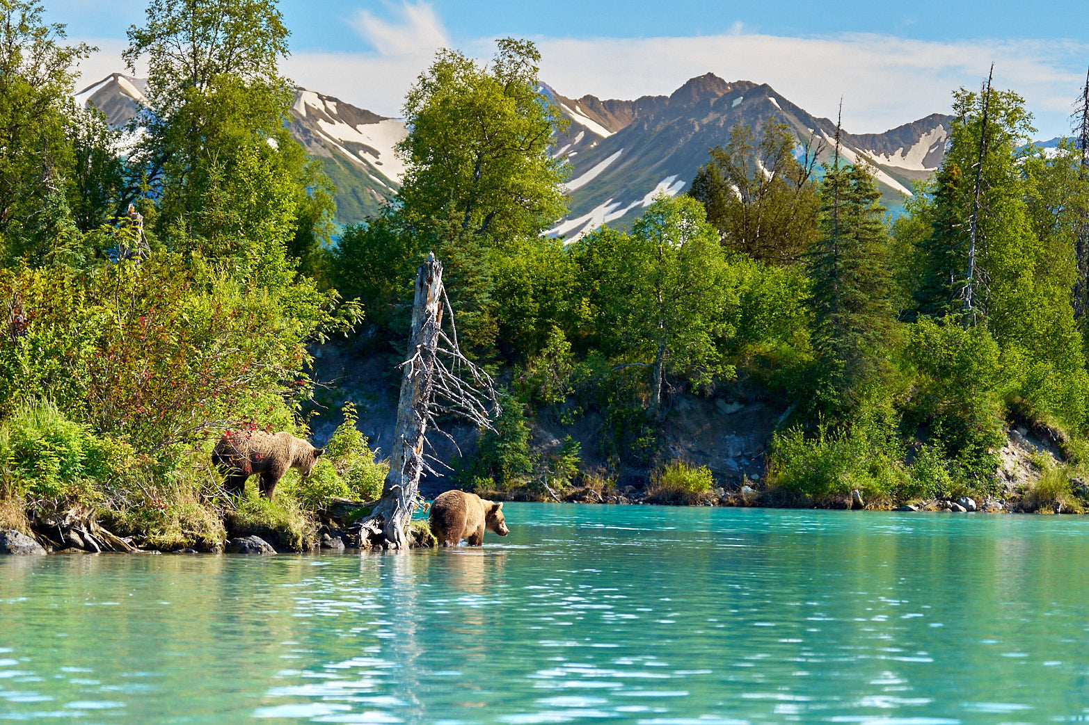 Fine art wildlife photography of bear in Alaska by Patrick J. Quigley