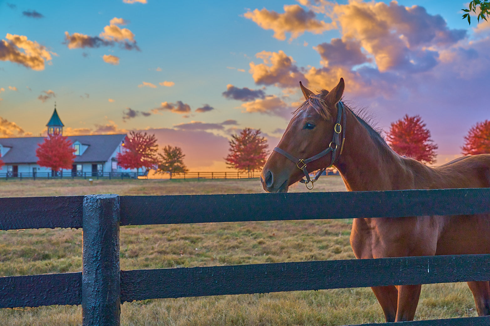Fine art equestrian photography of thoroughbreds in kentucky by Patrick J. Quigley