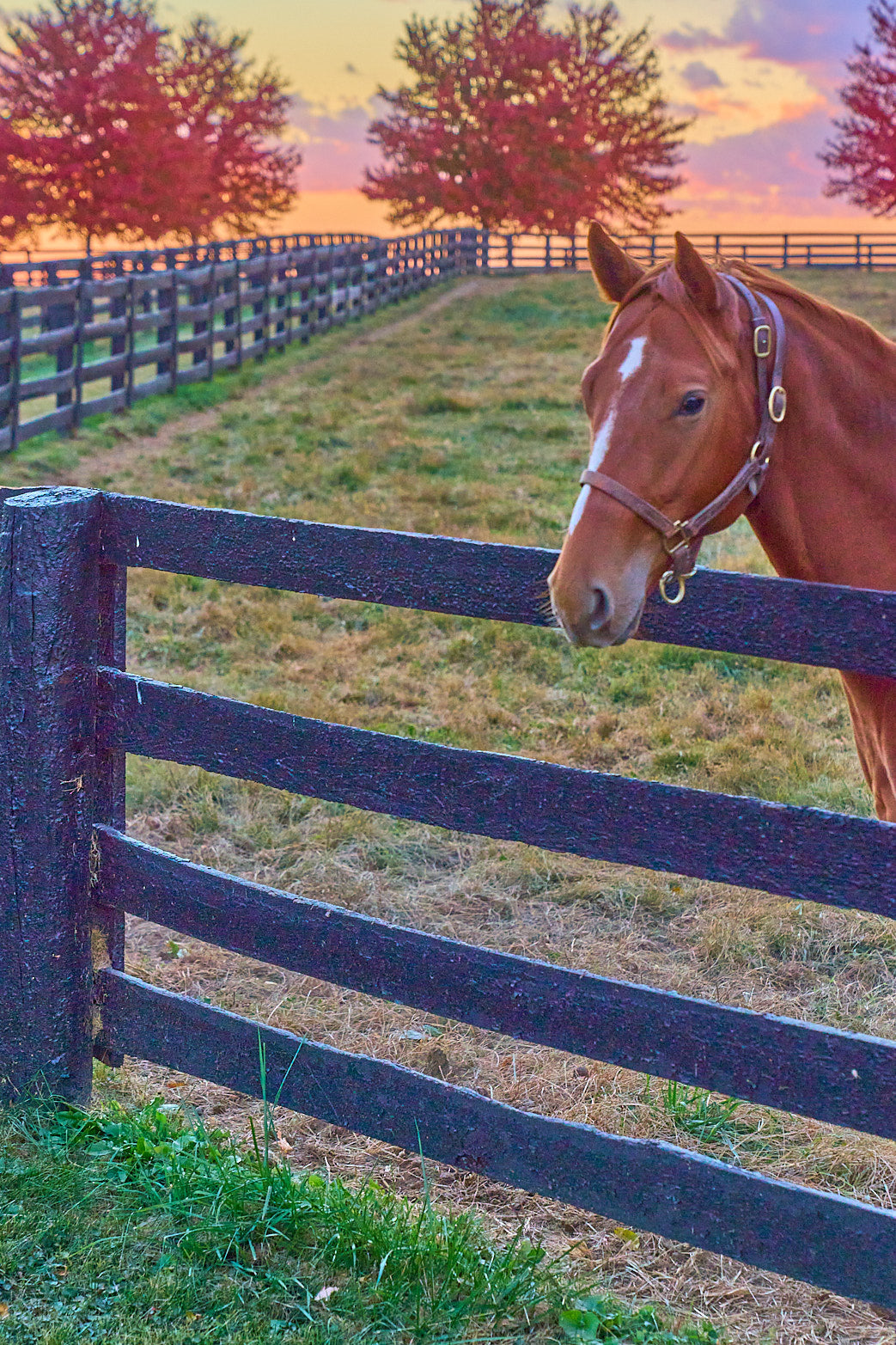 Fine art equestrian photography of horses in kentucky by Patrick J. Quigley